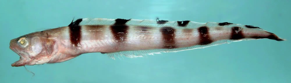 Barred cusk-eel  Lepophidium staurophor