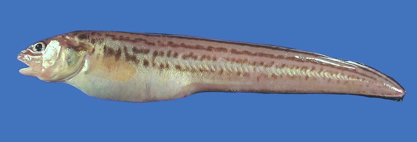 Crested cusk eel