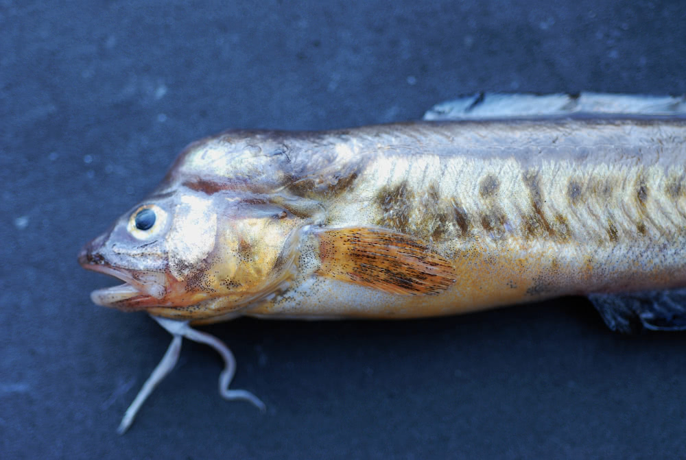 Crested cusk eel  Ophidion josephi