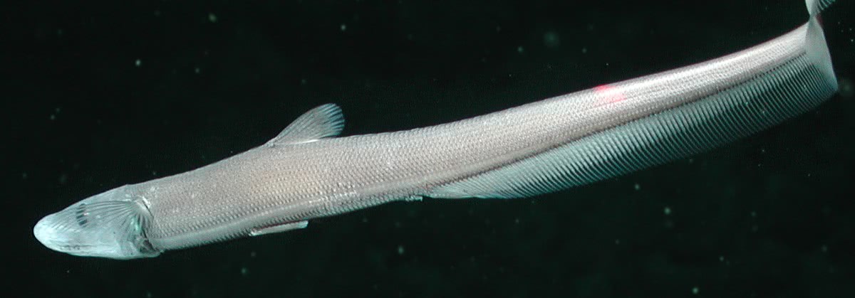 Cusk eel photo