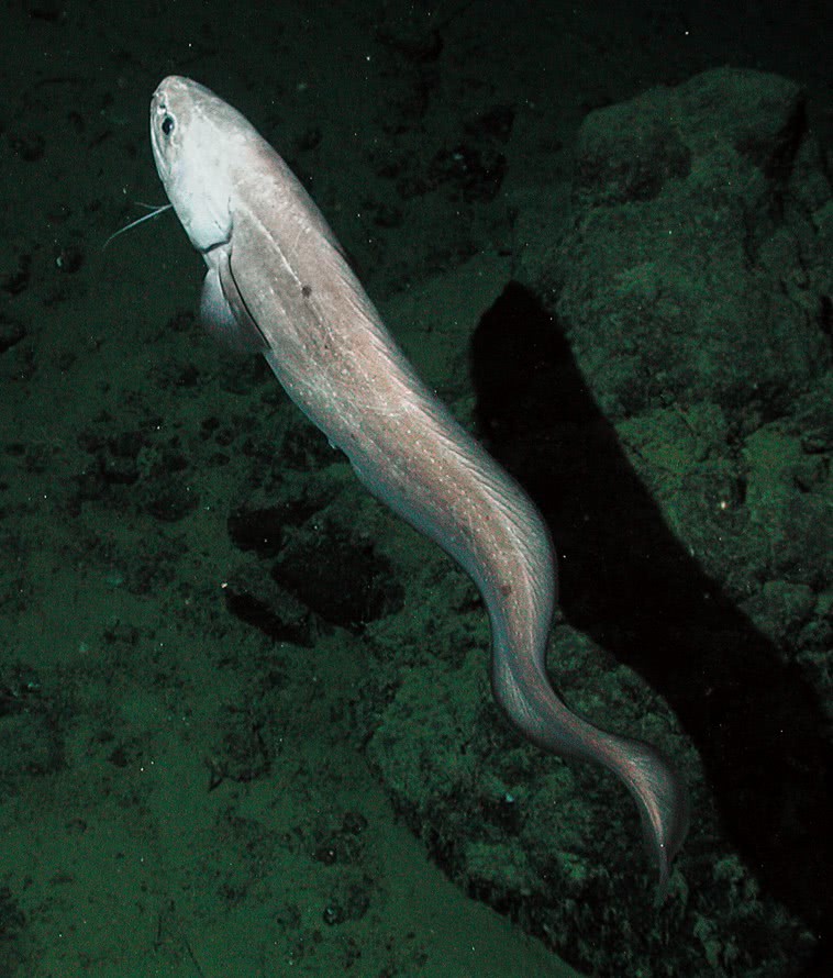 Giant cusk eel  Spectrunculus grandis