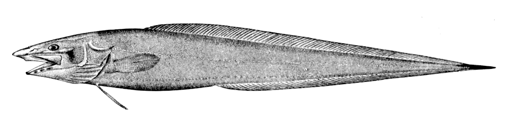 Penopus microphthalmus