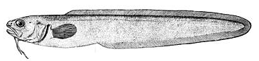 Striped cusk-eel  Ophidion marginatum