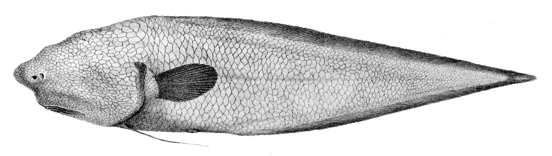 Typhlonus nasus