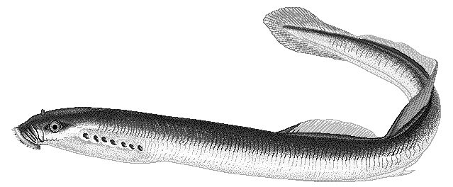European river lamprey  Lampetra fluviatilis