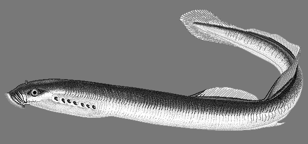 European river lamprey  Lampetra fluviatilis blueBG