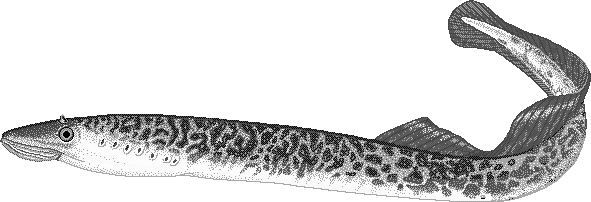 Sea lamprey  Petromyzon marinus