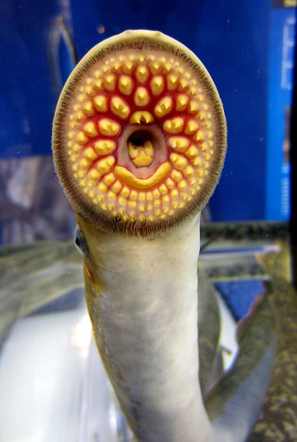 Sea lamprey parasitic mouth