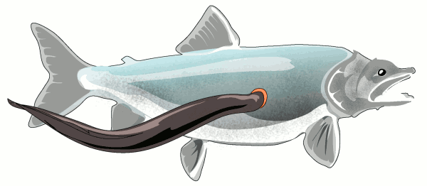 lamprey eel on fish