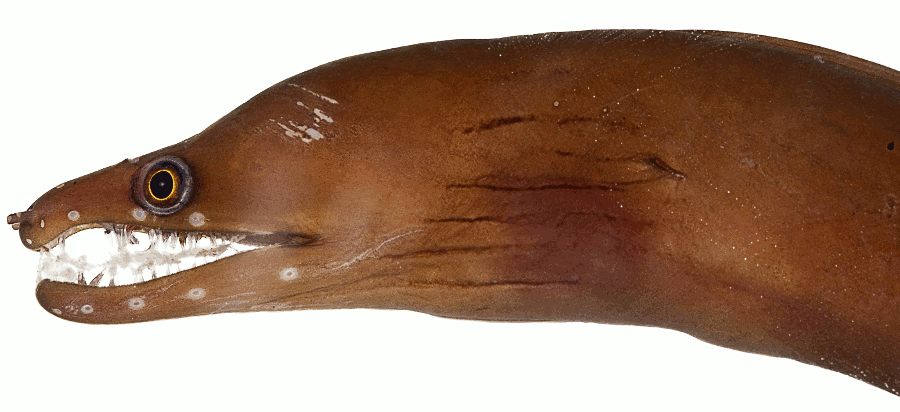Caribbean chestnut moray  Enchelycore carychroa