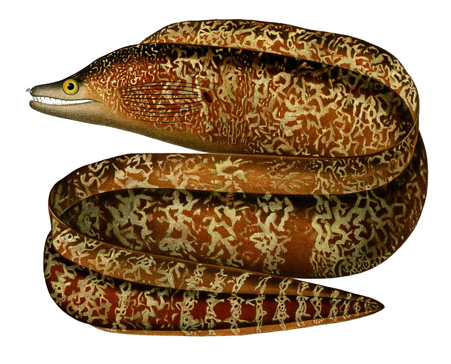 Dark Brown Moray eel  Gymnothorax afer