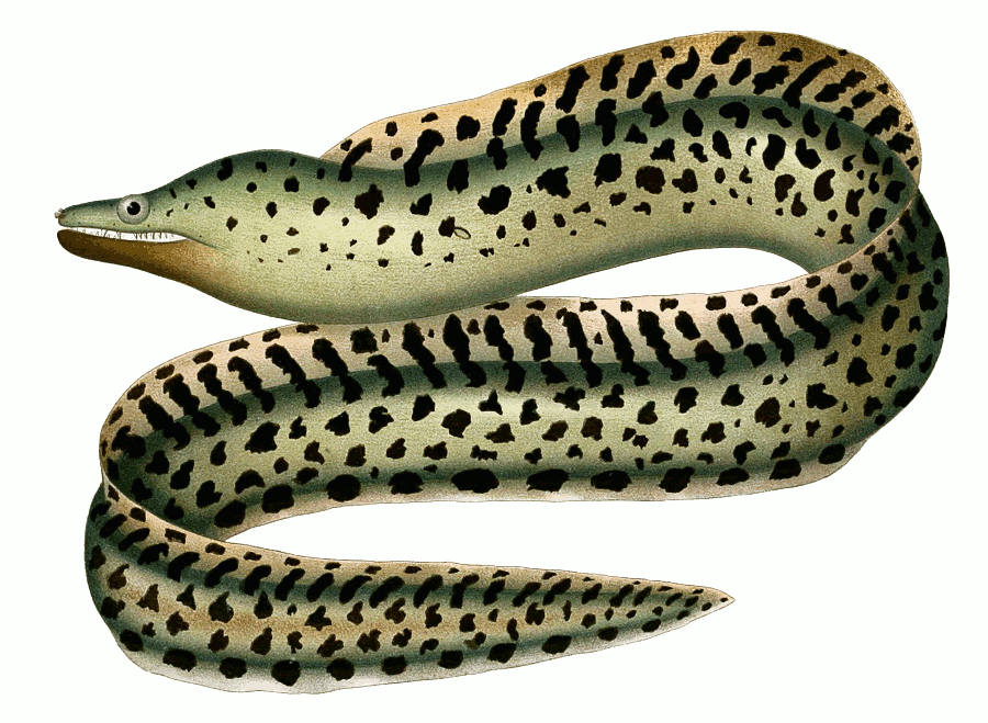 Dark Moray eel  Gymnothorax afer
