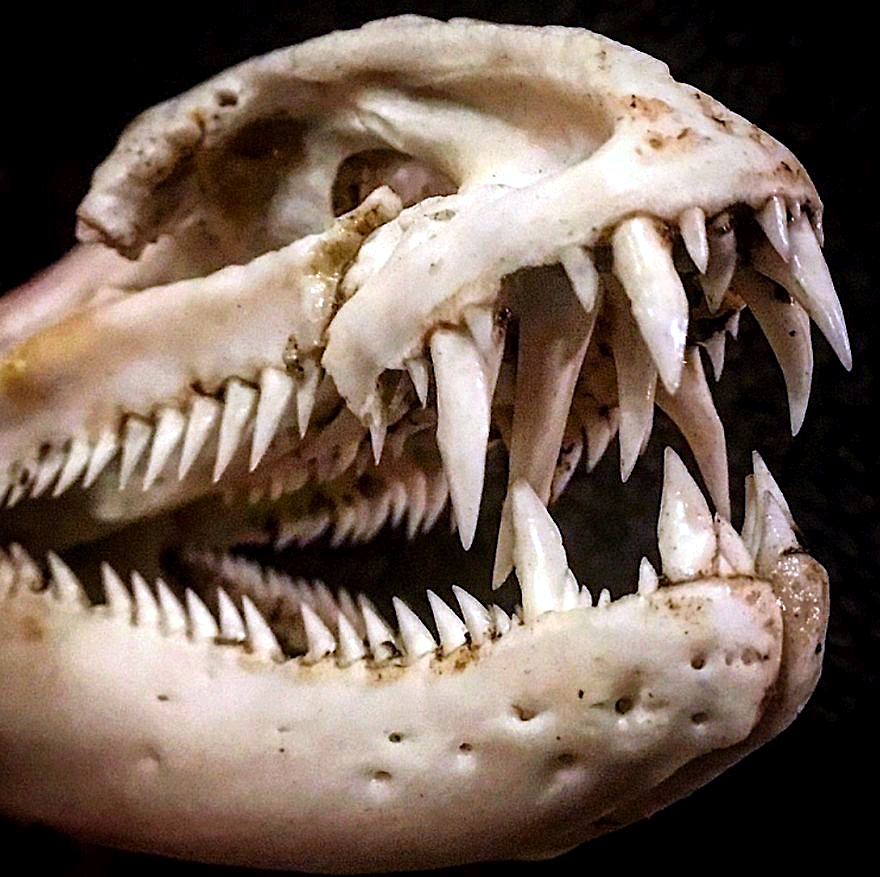 Moray eel skull