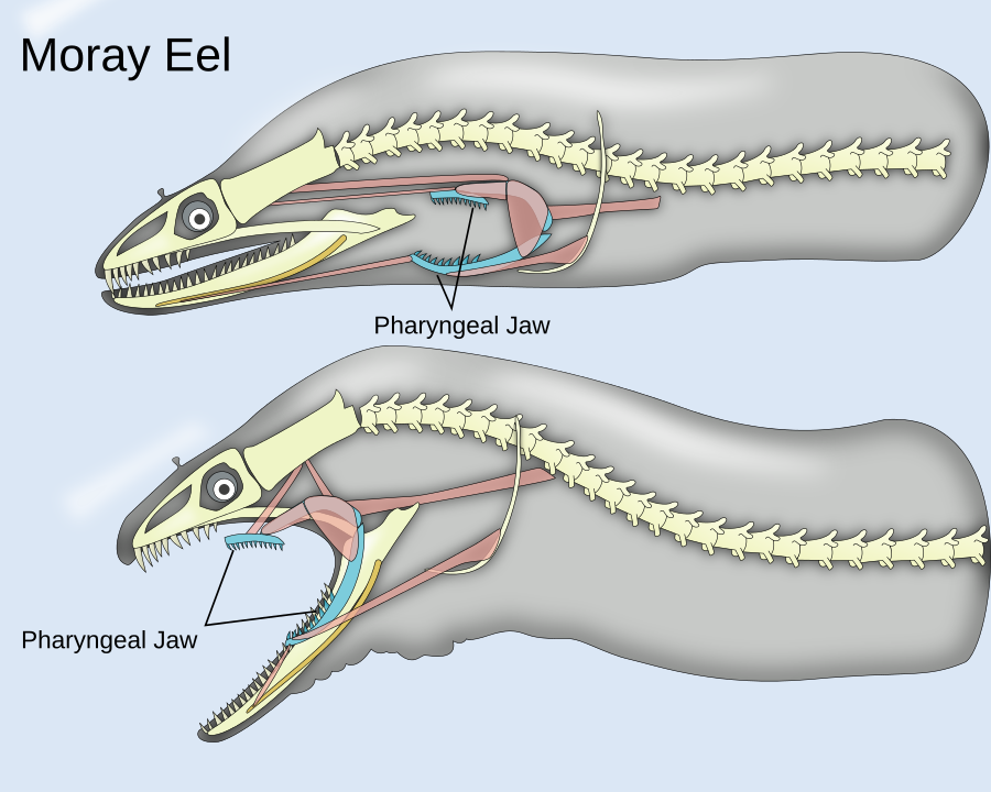 Pharyngeal jaws of moray eels