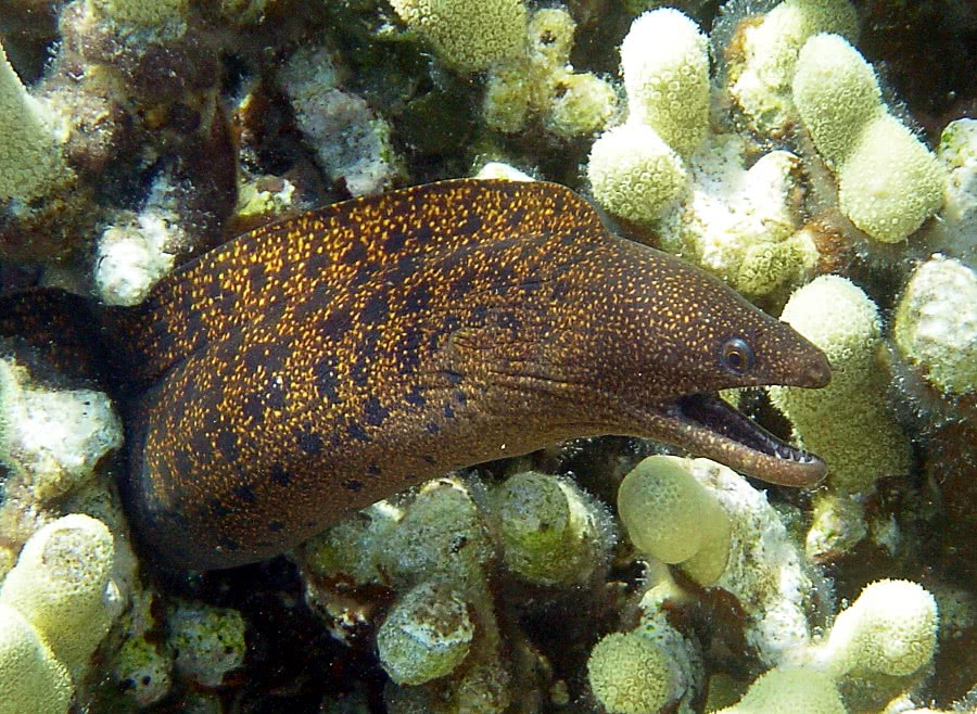 Stout Moray eel  Gymnothorax eurostus
