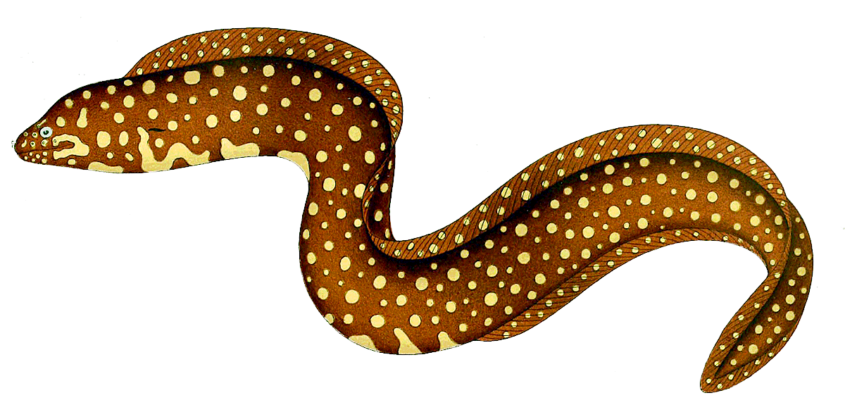 Yellow-spotted Moray eel  Echidna xanthospilos
