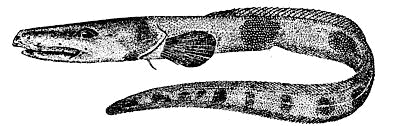 wolf eelpout