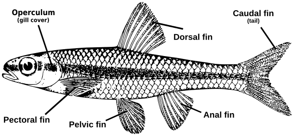 fish parts diagram