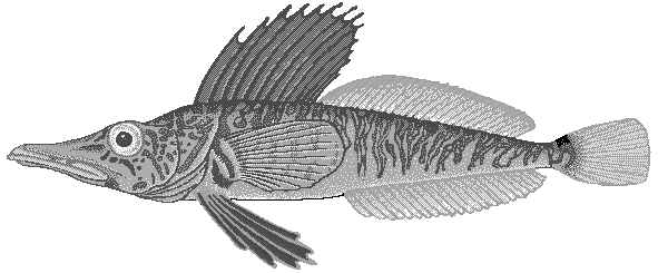 Crocodile icefish  Pagetopsis macropterus