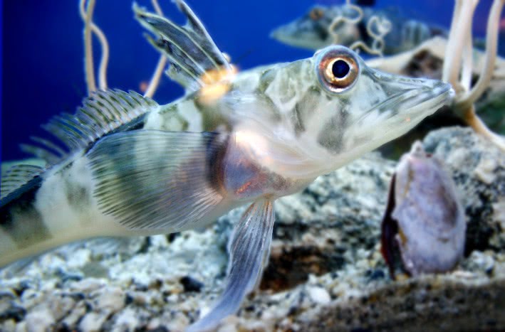 Icefish Chionodraco hamatus