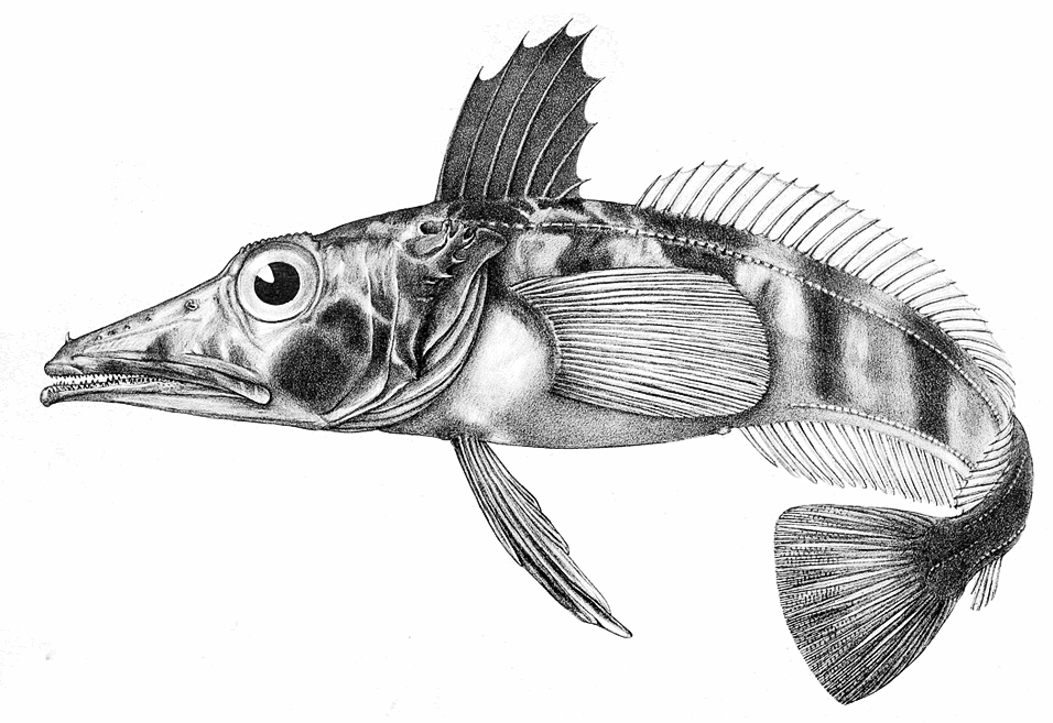 Icefish  Chionodraco hamatus  BW