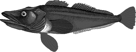 South Georgia icefish  Pseudochaenichthys georgianus