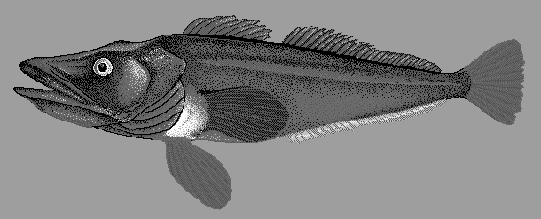 South Georgia icefish  Pseudochaenichthys georgianus blueBG