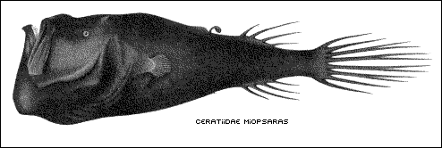 Ceratiidae Miopsaras