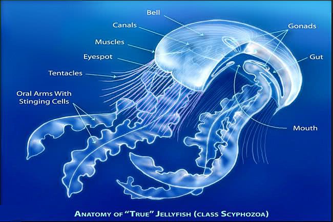 jellyfish anatomy