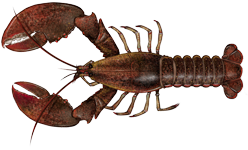 American lobster  Homarus americanus