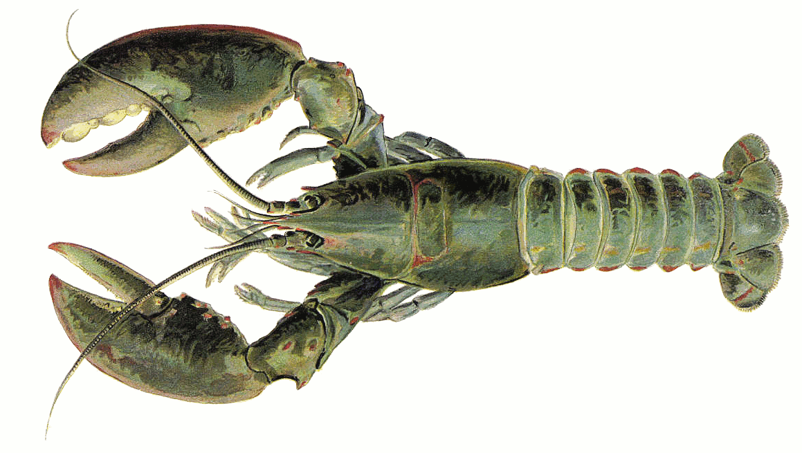 American lobster male