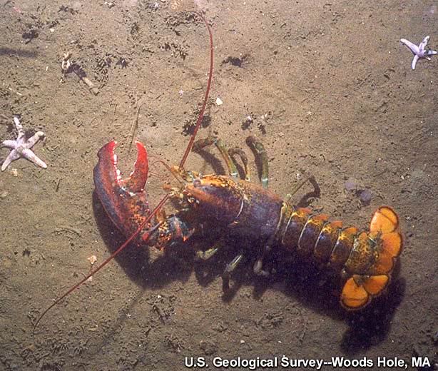 American lobster on seabed