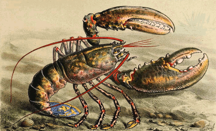 European lobster  Homarus gammarus  illustration