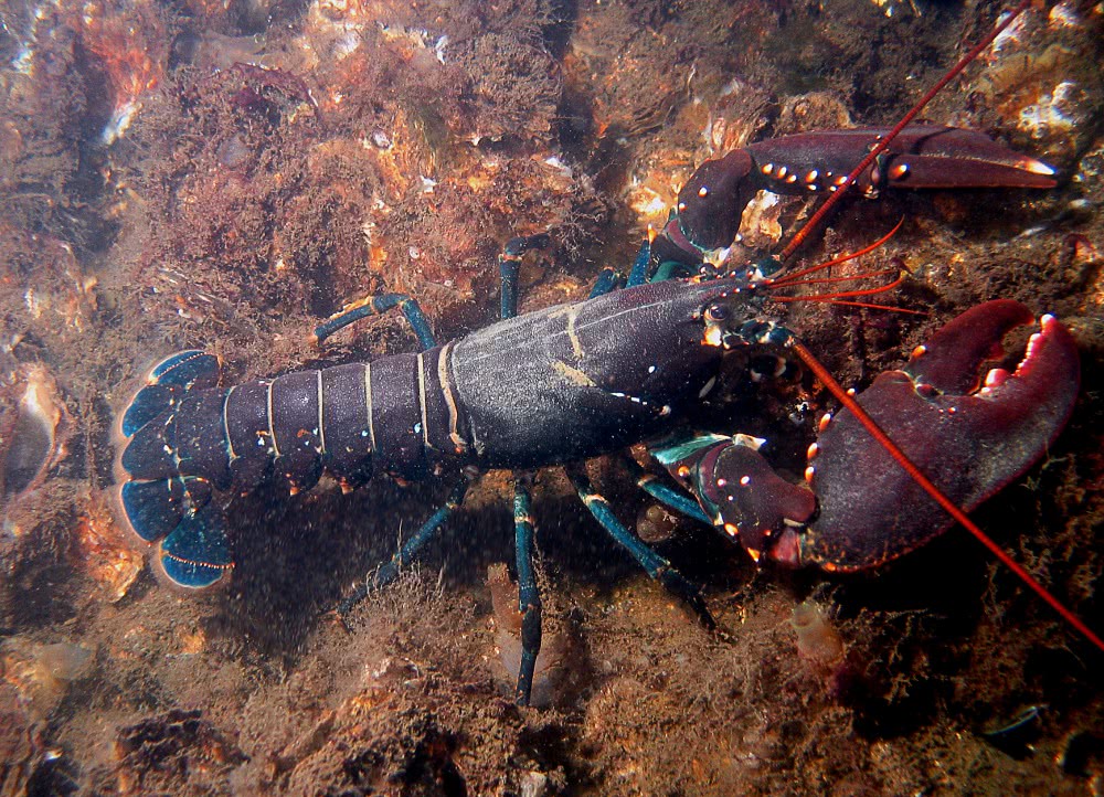 European lobster  Hommarus gammarus