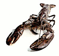 Lobster isolated