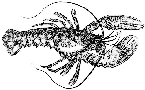 lobster BW