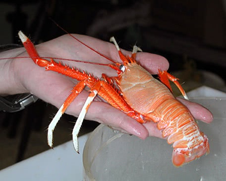 squat lobster  Eumunida picta