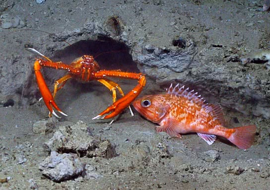 squat lobster and Black belly rosefish