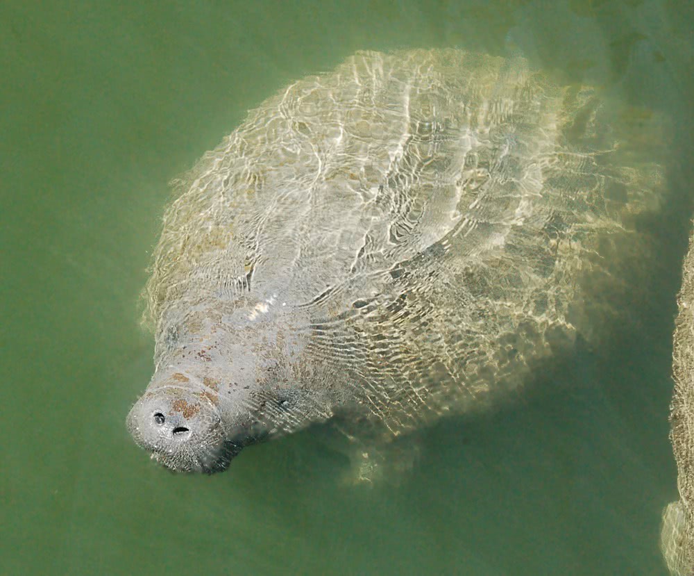 manatee surfaces for air