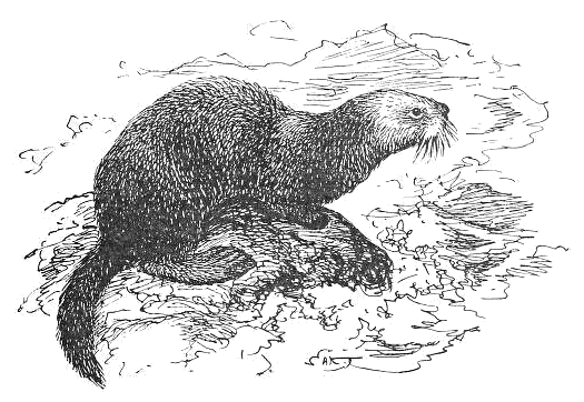 Sea otter  Enhydra lutris