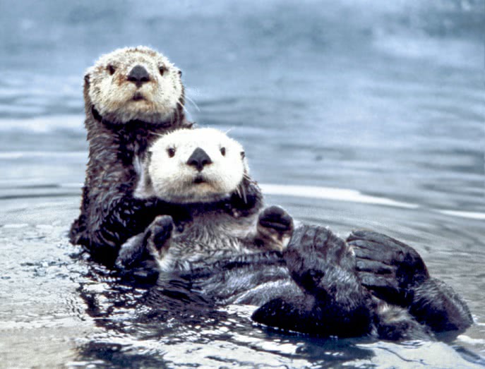 Sea otter pair