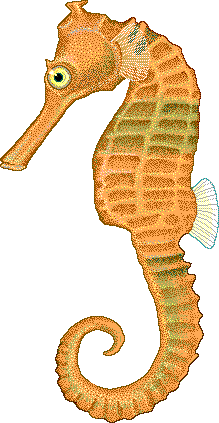 Common seahorse  Hippocampus kuda