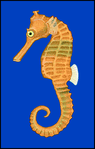 Common seahorse  Hippocampus kuda blueBG