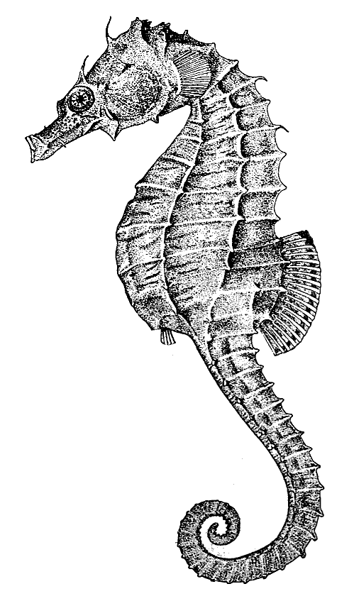 Lined seahorse  Hippocampus erectus