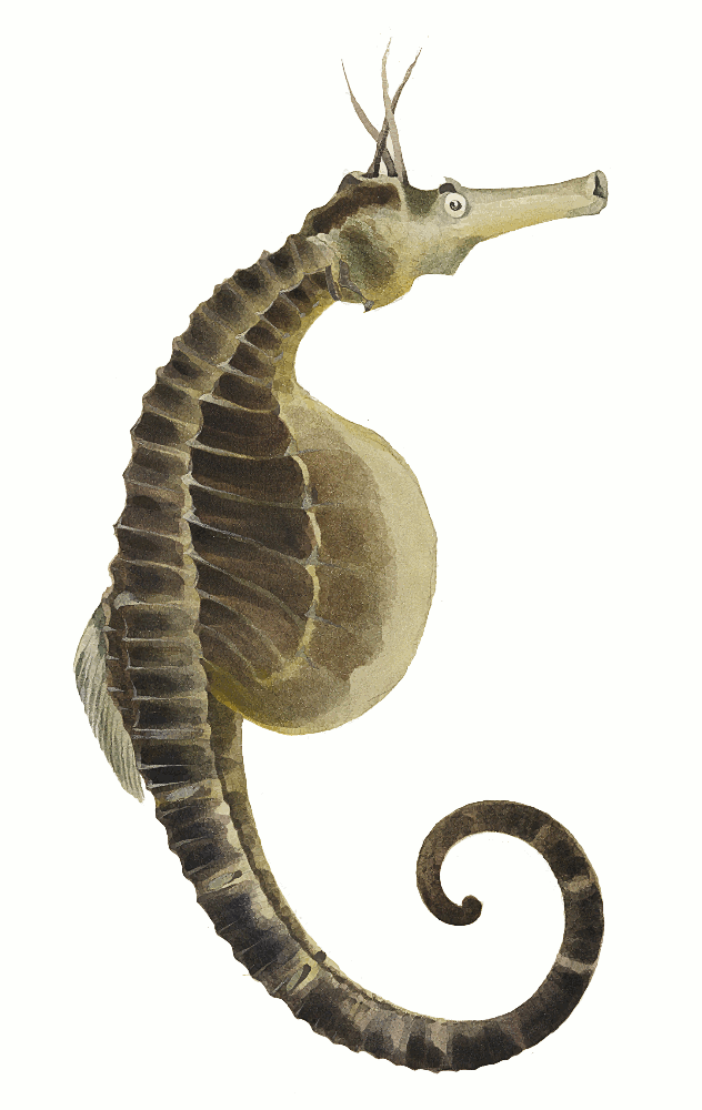 Pot-bellied seahorse  Hippocampus abdominalis