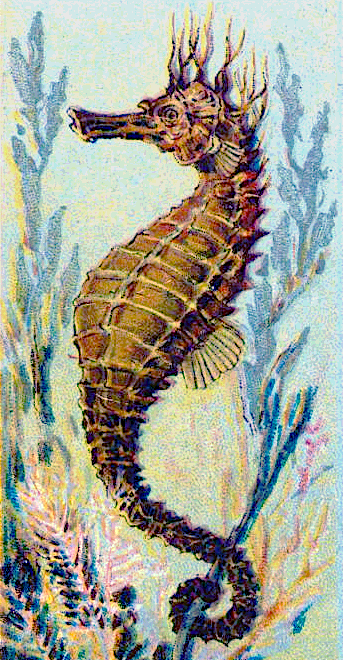Sea-horse  Hippocampus