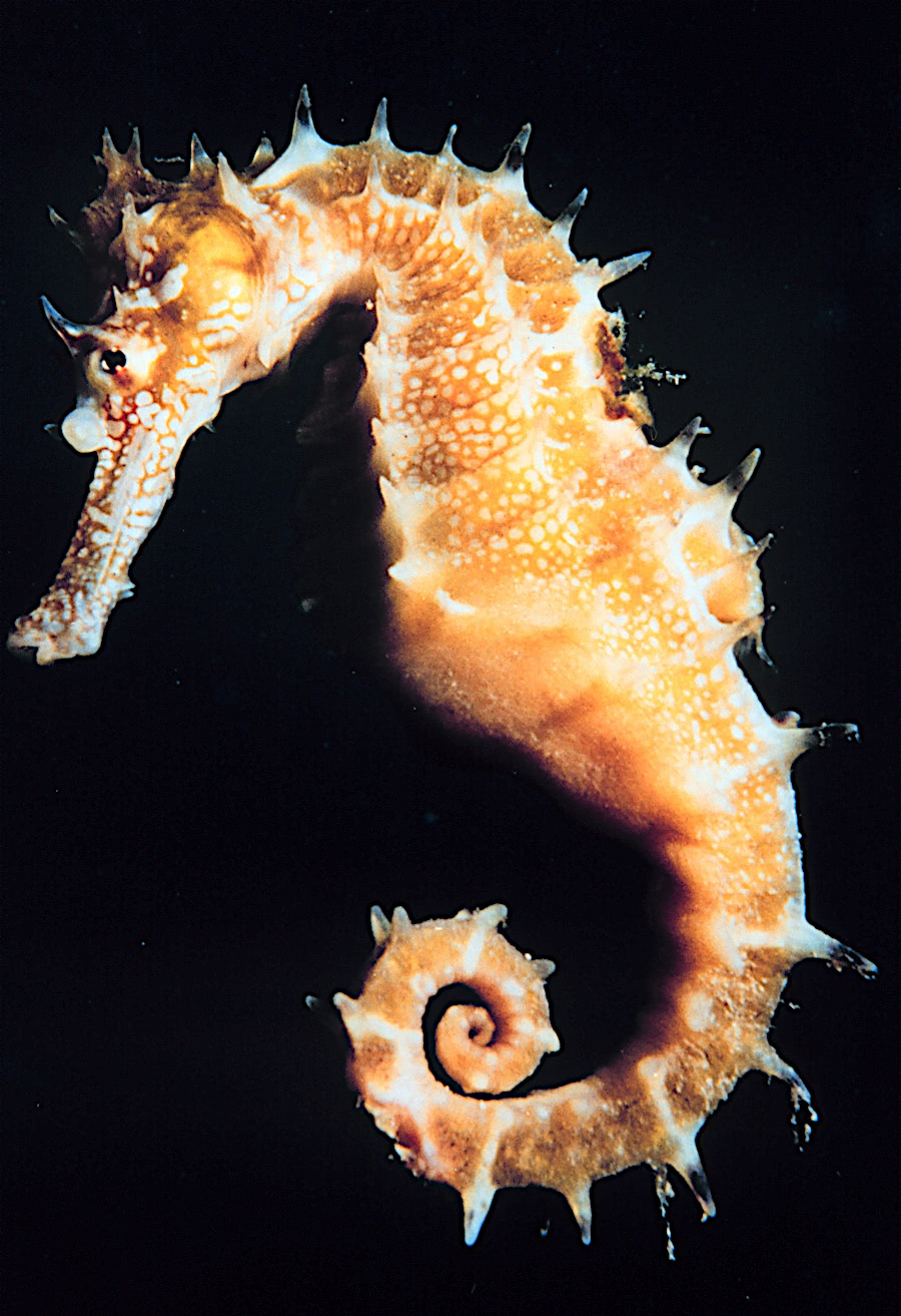 Seahorse  Hippocampus sp