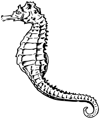 seahorse 2