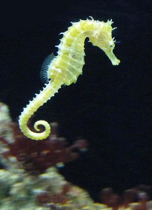 seahorse photo