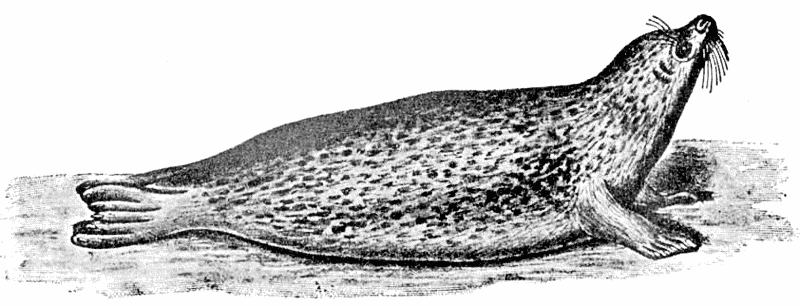 Common Seal  phoca vitulina